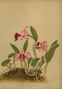 Laelia dayanaまたはCattleya bicalhoi蘭 作： Unknown